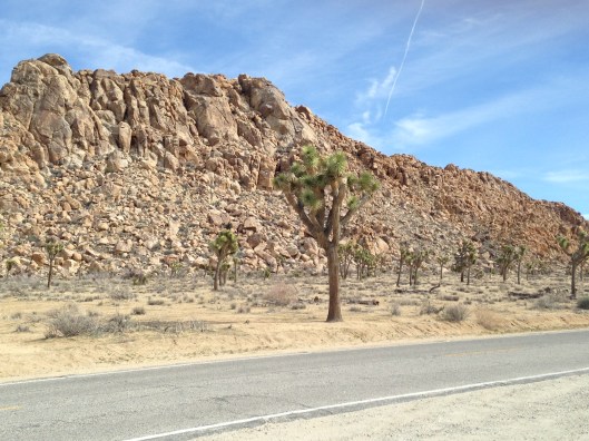 joshua-tree-1