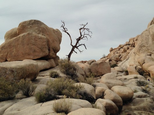 joshua-tree-6